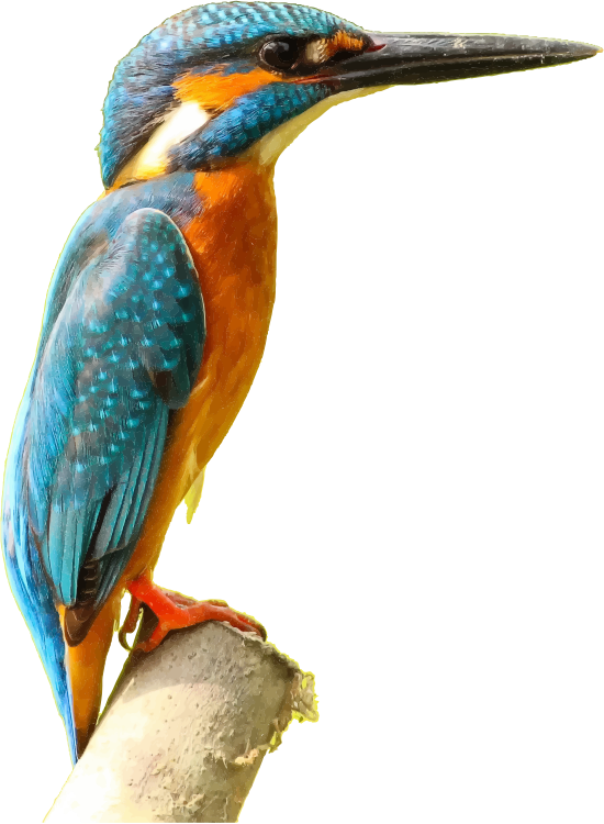 Kingfisher