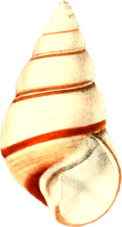 Sea shell 28