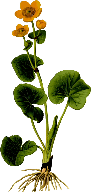 Marsh marigold 2