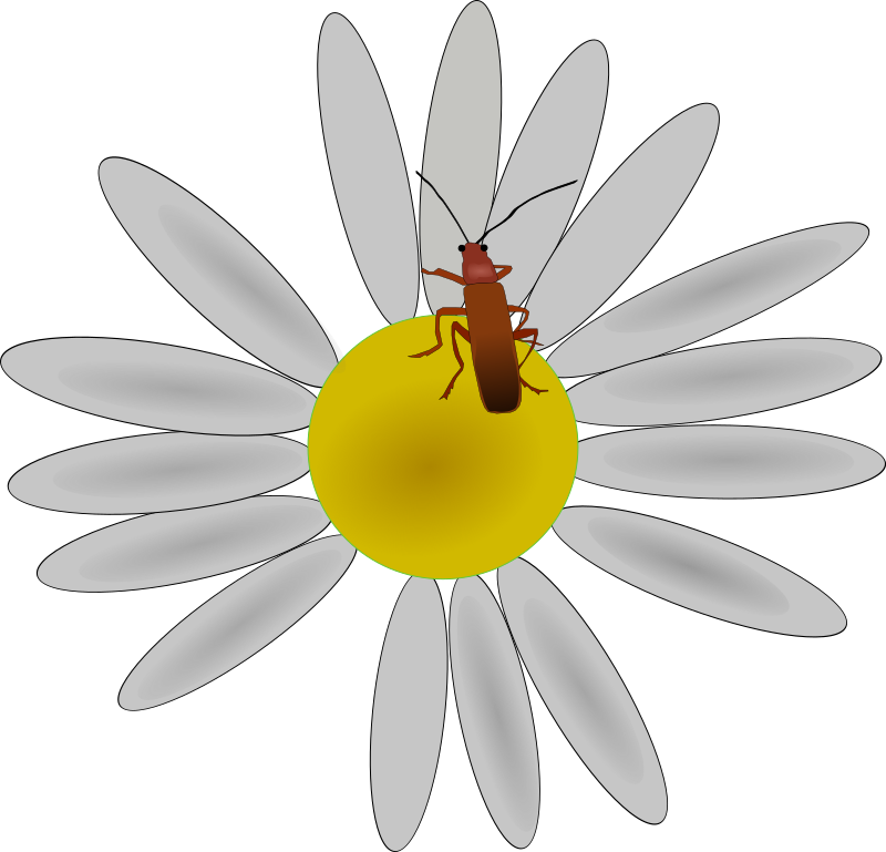 bug on a flower