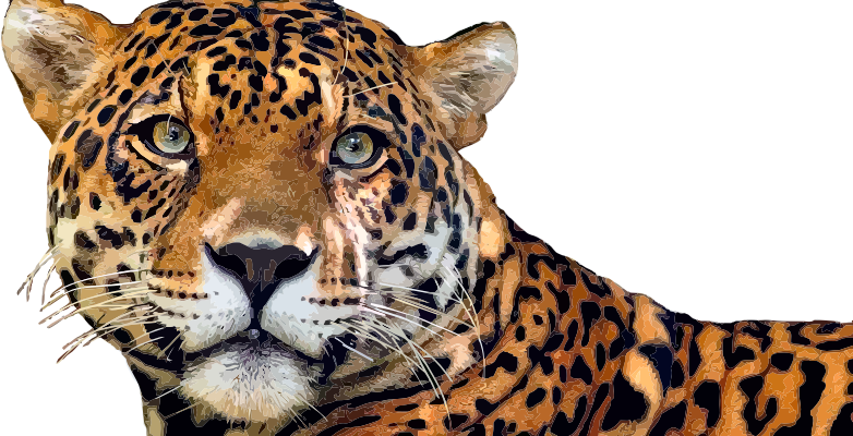 Jaguar Cat