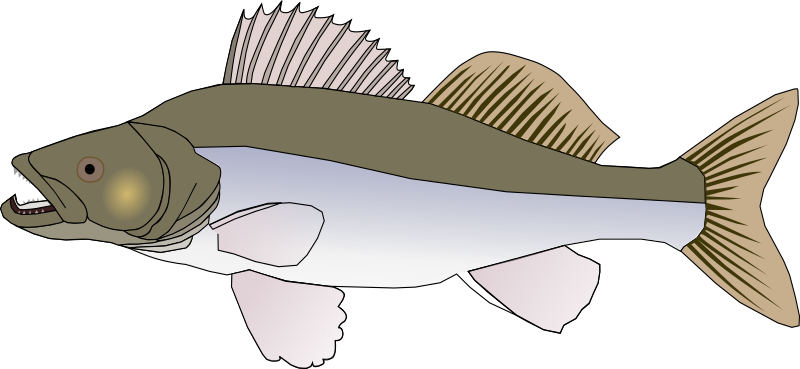 pikeperch