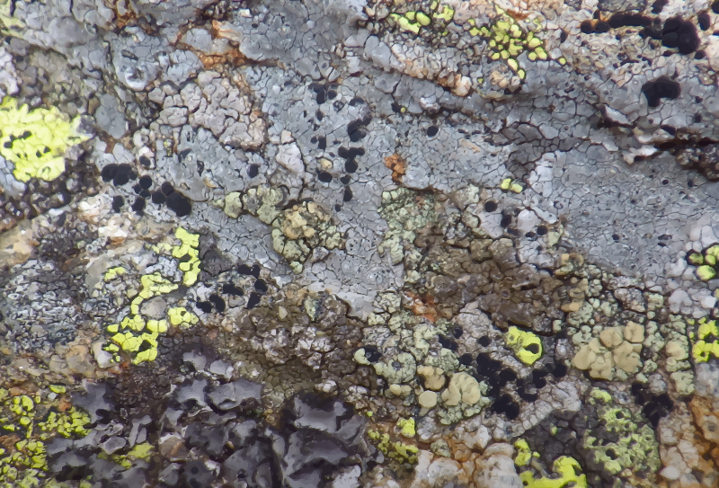 Lichen-covered stone 3