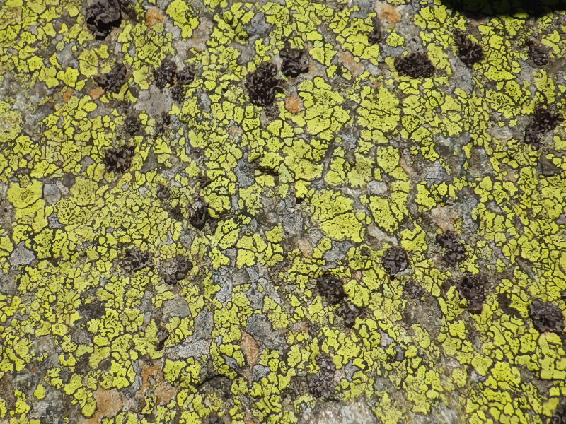 Lichen-covered stone 4