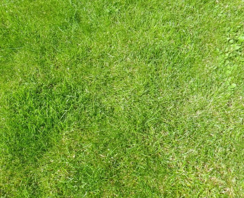 Grass 7