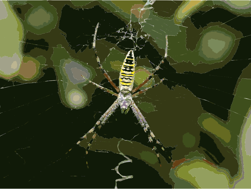 Argiope bruennichi QXGA