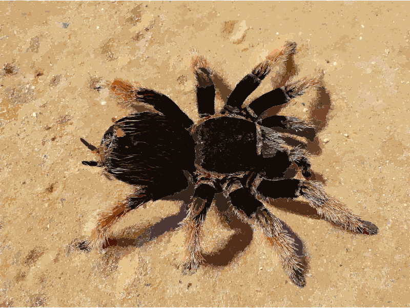 Brachypelma klaasi 2009 G01 cropped