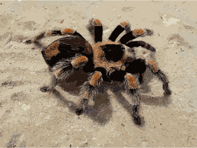 Brachypelma smithi 2009 G03