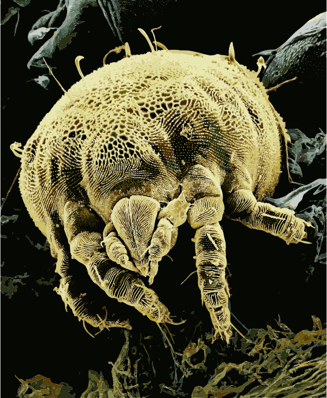 Yellow mite (Tydeidae) Lorryia formosa 2 edit