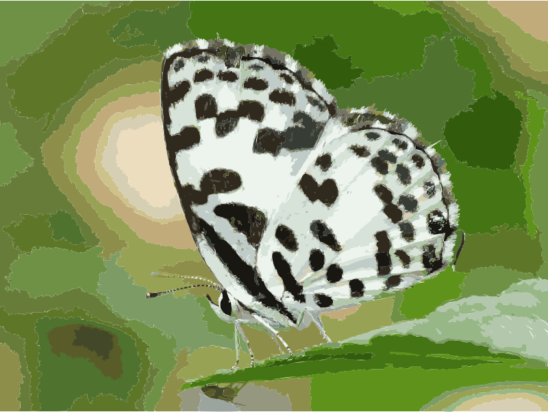 Common Pierrot Castalius rosimon by kadavoor