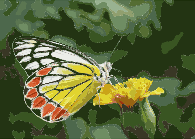 Common Jezebel Delias eucharis by kadavoor 3