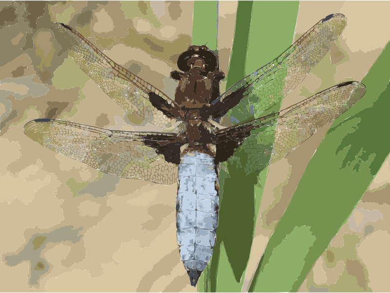 Libellula depressa