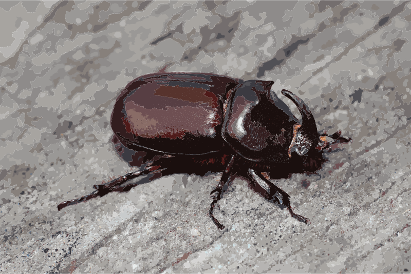 Oryctes nasicornis male 2012 G1