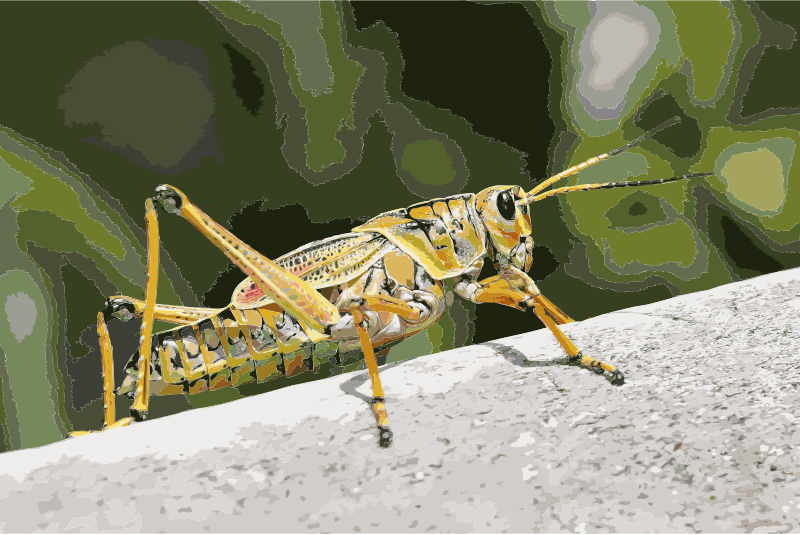 Grasshopper 2