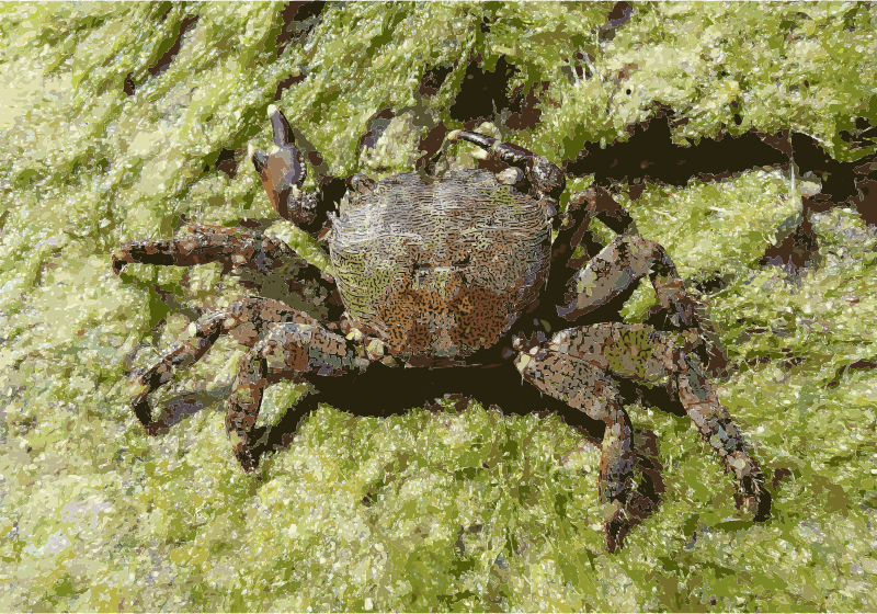 Pachygrapsus marmoratus 2009 G3