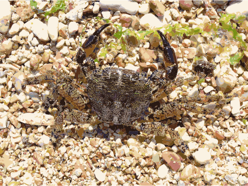 Pachygrapsus marmoratus 2008 G1