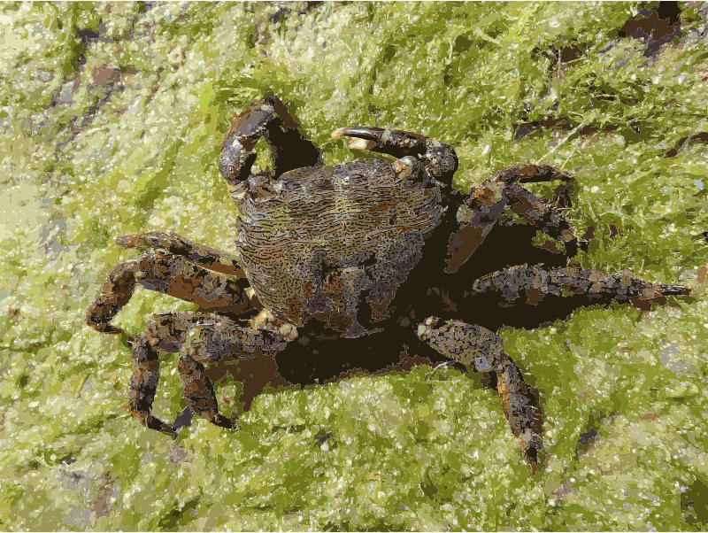 Pachygrapsus marmoratus 2009 G4