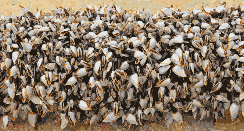 Gooseneckbarnacles