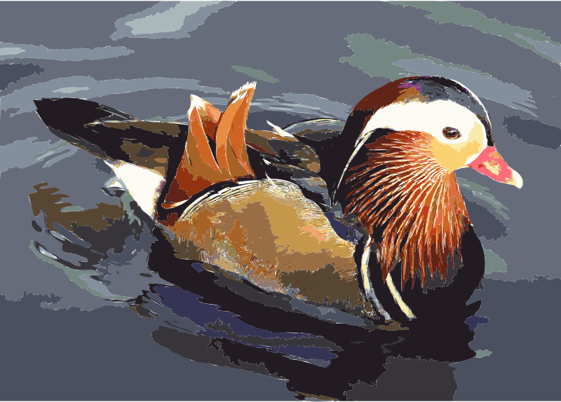 Mandarin.duck.arp