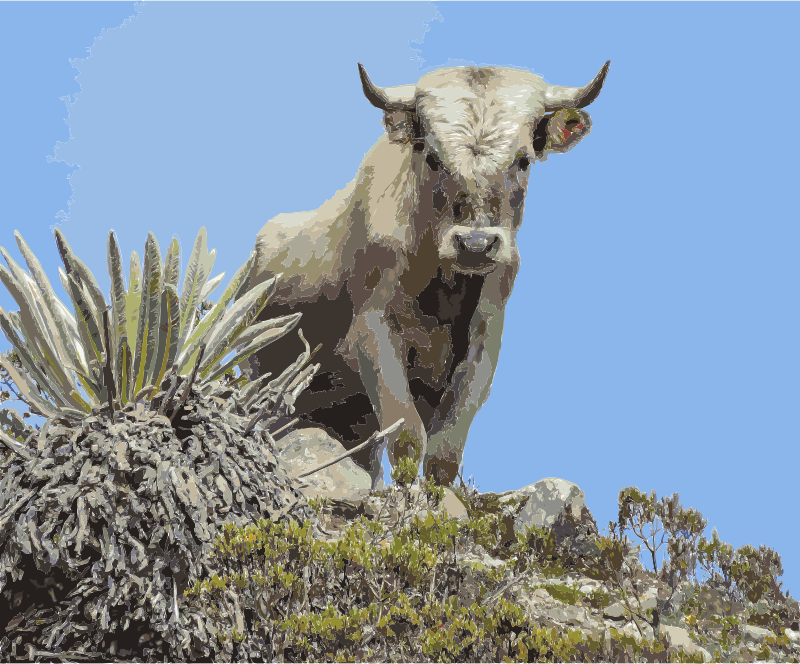 Charolais cattle, Sierra Nevada, Venezuela