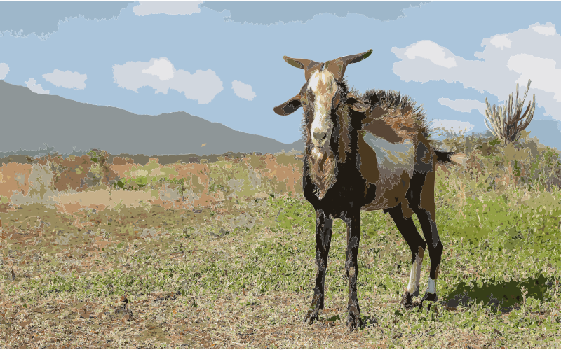 Capra aegagrus hircus in isla Margarita