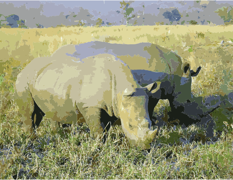 Rhinoceros in South Africa adjusted