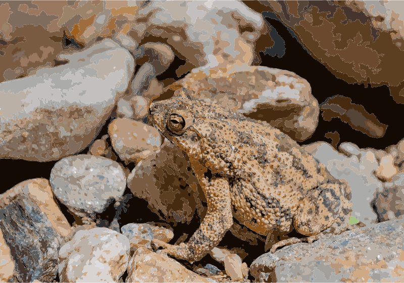 Bufo marinus in Venezuela