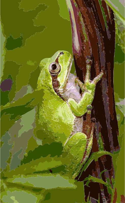 Tree frog2