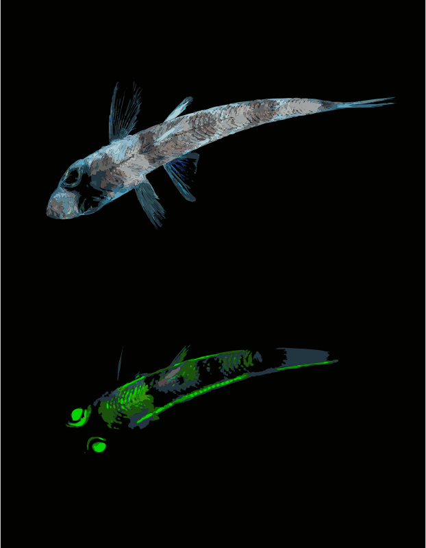 Shortnose greeneye Chlorophthalmus agassizi