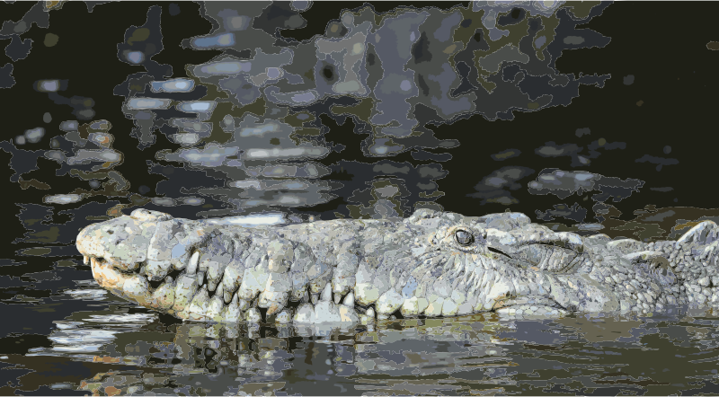 Crocodylus acutus in La Manzanilla