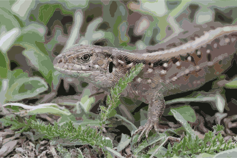 Lacerta agilis female 2013 G2