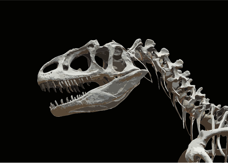 Allosaurus fragilis moulage MNHN paleontologie 1