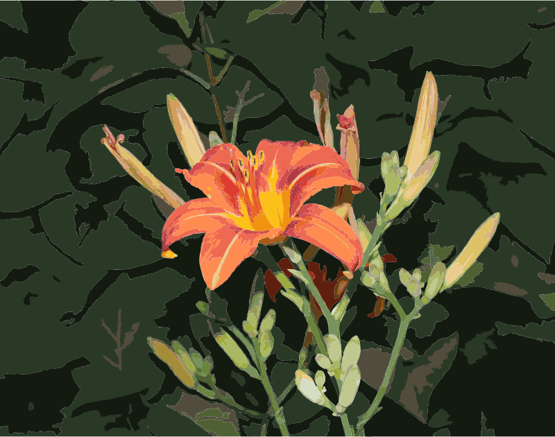 Hemerocallis fulva 2012 G1