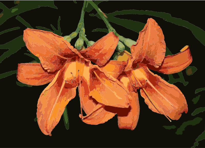 Hemerocallis fulva 2016 G1