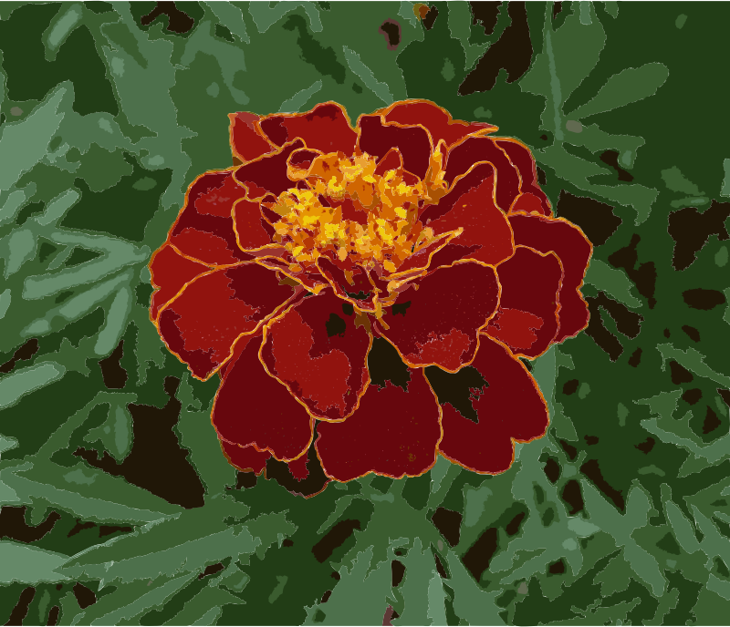 French marigold garden 2009 G1