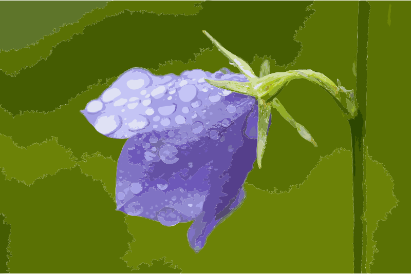 Campanula with waterdrops