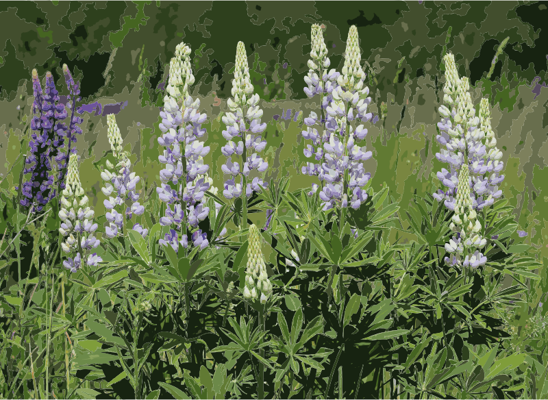 Lupinus polyphyllus UA 2015 G5