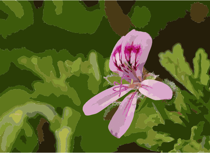 Rose Geranium