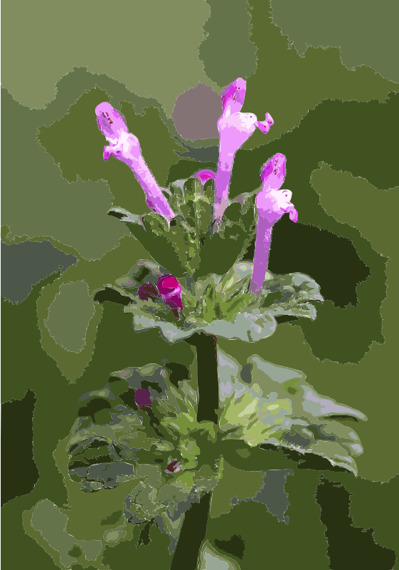 Lamium amplexicaule 0904