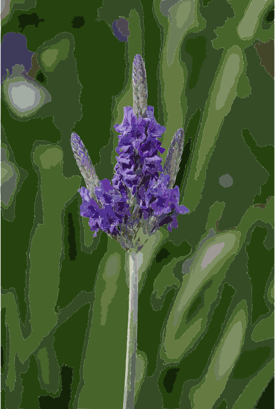 Lavandula multifida