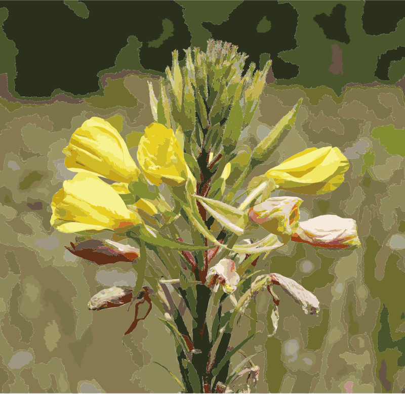 Oenothera rubricaulis 2014 G1