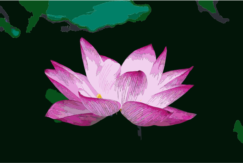 Lotus flower (978659)