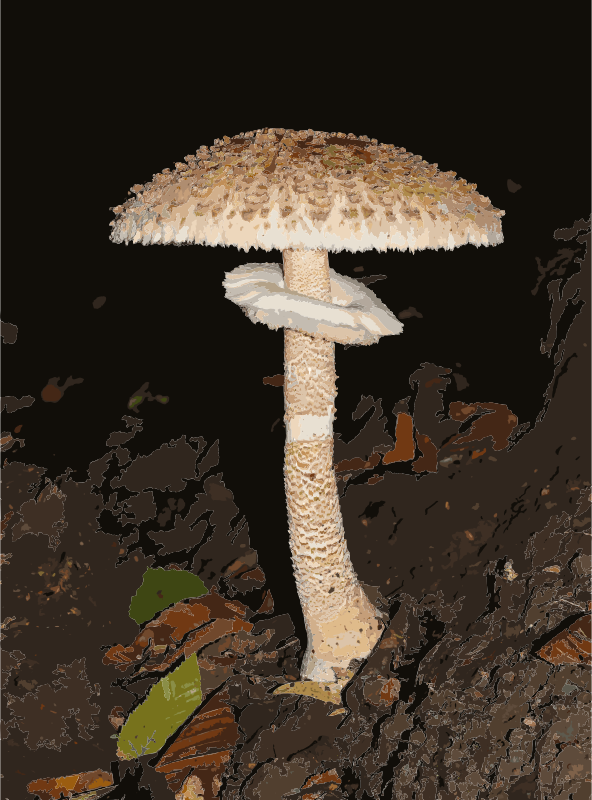 Macrolepiota procera 2013 G1