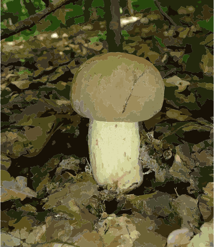 Boletus impolitus 2010 G2