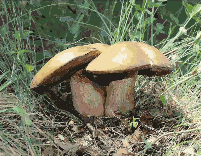 Boletus luridus 2011 G1