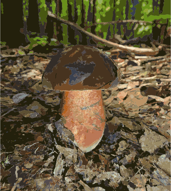 Boletus erythropus 2010 G3