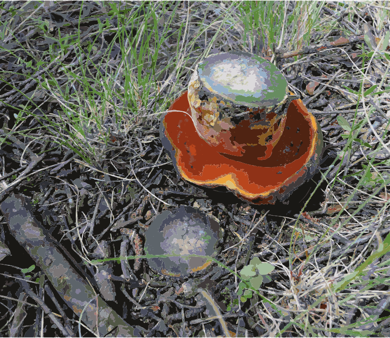 Boletus erythropus 2010 G1