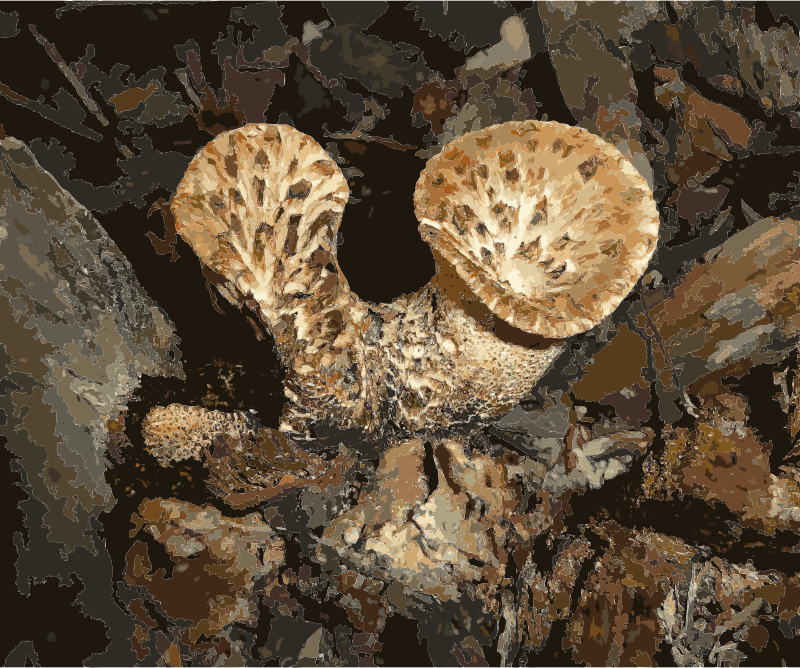 Polyporus squamosus 2010 G4