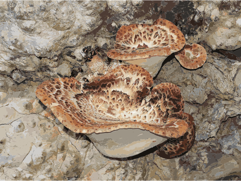 Polyporus squamosus 2013 G1