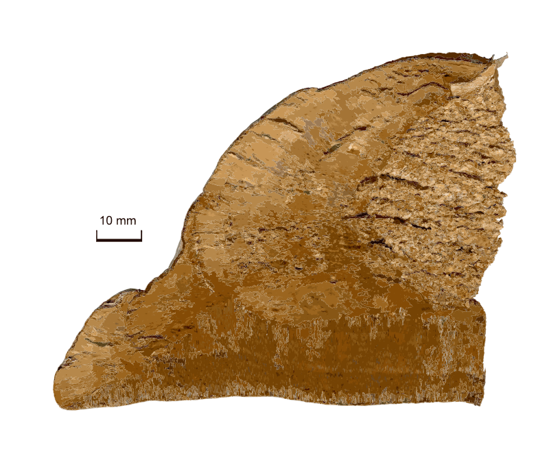 Fomes fomentarius inside 2009 G1